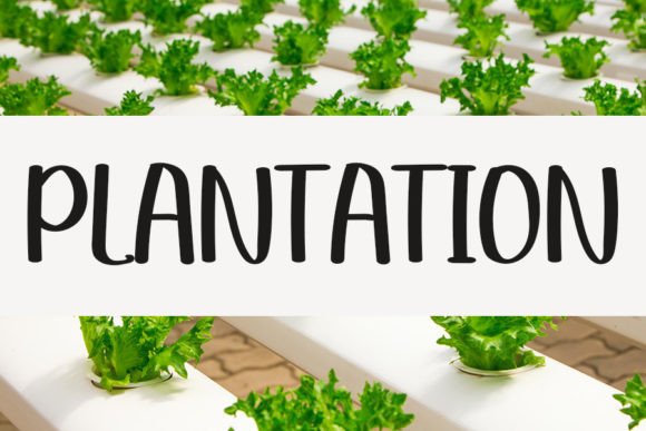 Plantation Font for a Stronger Campaign Message